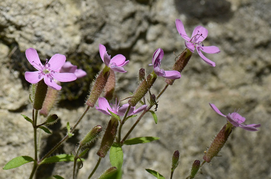 Saponaria ocymoides / Saponaria rossa